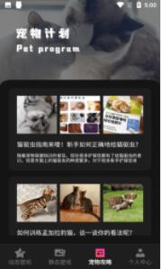 猫咪壁纸官方高速下载安装